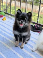 Scott, a male Pomeranian for sale in Atlanta, GA – 5 of 6