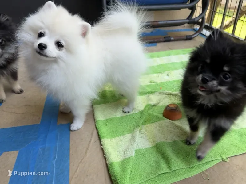 Snow – Pomeranian puppy for sale in Atlanta, GA