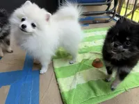 Snow, a male Pomeranian for sale in Atlanta, GA – 1 of 5