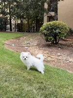 Snow, a male Pomeranian for sale in Atlanta, GA – 5 of 5