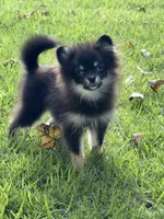 Scott, a male Pomeranian for sale in Atlanta, GA – 3 of 6
