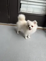 Snow, a male Pomeranian for sale in Atlanta, GA – 2 of 5
