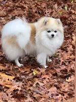 Scott, a male Pomeranian for sale in Atlanta, GA – 2 of 6