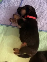 Red, a male German Shepherd Dog for sale in Harvey, IA – 3 of 4