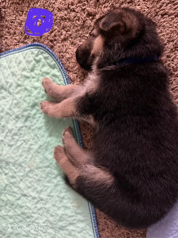 Dark Blue – German Shepherd Dog puppy for sale in Harvey, IA