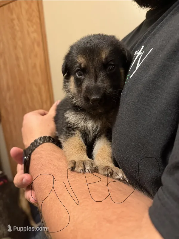 Green – German Shepherd Dog puppy for sale in Harvey, IA