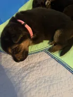 Light pink, a female German Shepherd Dog for sale in Harvey, IA – 3 of 4