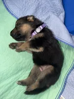 Purple, a female German Shepherd Dog for sale in Harvey, IA – 4 of 5