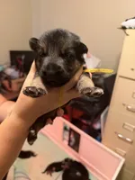 Yellow, a female German Shepherd Dog for sale in Harvey, IA – 2 of 3