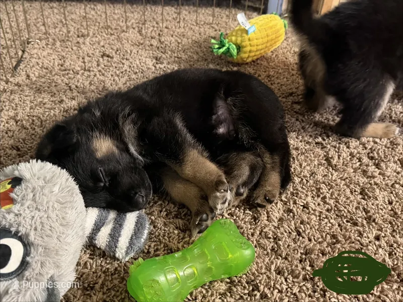 Dark Green – German Shepherd Dog puppy for sale in Harvey, IA