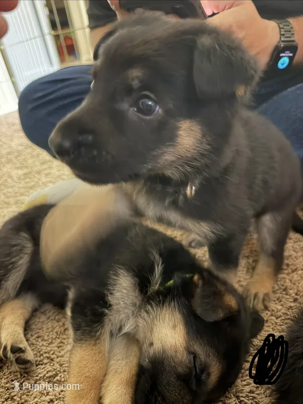 Black – German Shepherd Dog puppy for sale in Harvey, IA