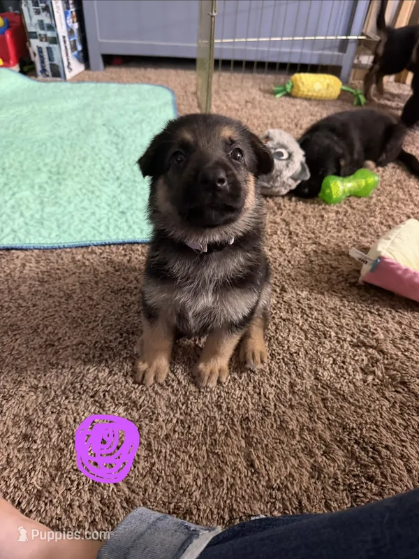 Purple – German Shepherd Dog puppy for sale in Harvey, IA