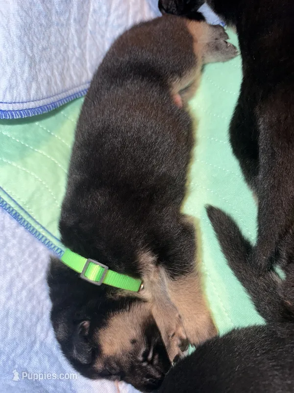 Green – German Shepherd Dog puppy for sale in Harvey, IA