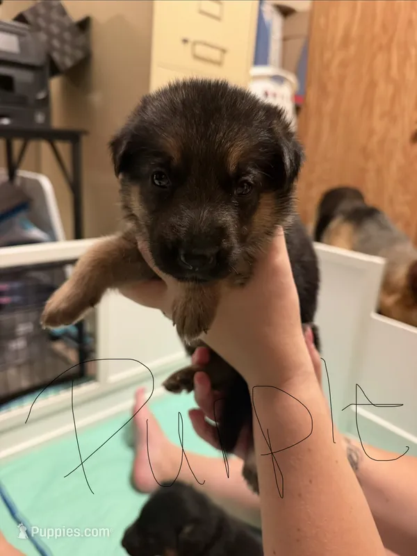 Purple – German Shepherd Dog puppy for sale in Harvey, IA
