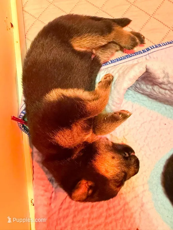 Maroon – German Shepherd Dog puppy for sale in Harvey, IA