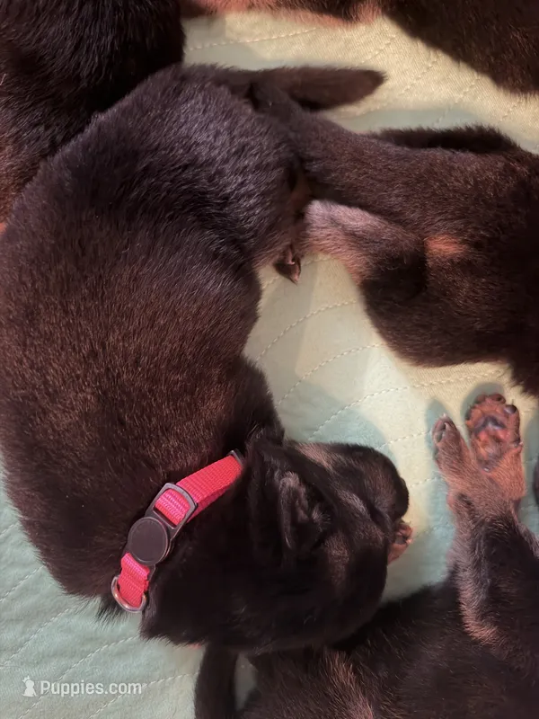Pink – German Shepherd Dog puppy for sale in Harvey, IA