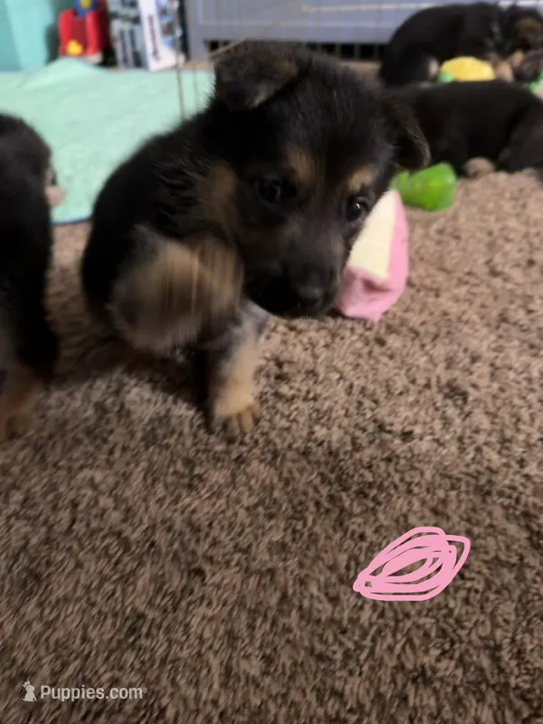 Light pink – German Shepherd Dog puppy for sale in Harvey, IA
