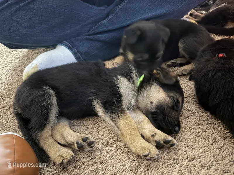 Green – German Shepherd Dog puppy for sale in Harvey, IA