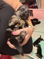 Yellow, a female German Shepherd Dog for sale in Harvey, IA – 3 of 3