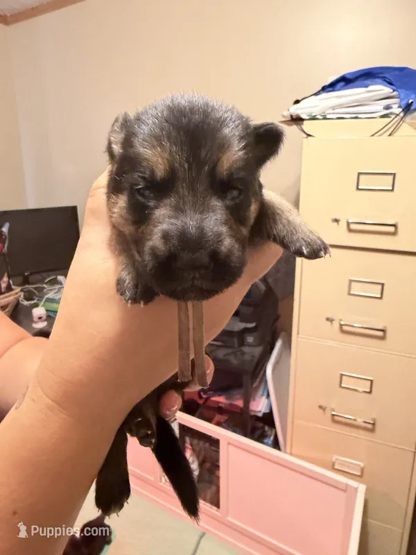 White – German Shepherd Dog puppy for sale in Harvey, IA