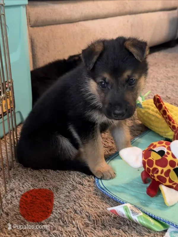 Red – German Shepherd Dog puppy for sale in Harvey, IA
