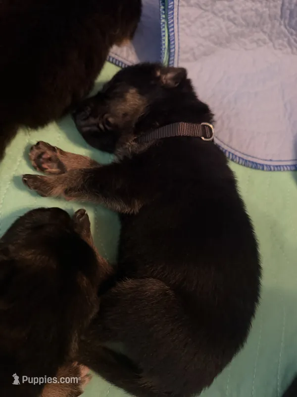 Black – German Shepherd Dog puppy for sale in Harvey, IA