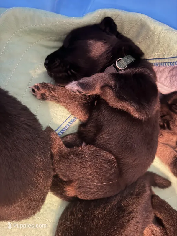 Dark Green – German Shepherd Dog puppy for sale in Harvey, IA
