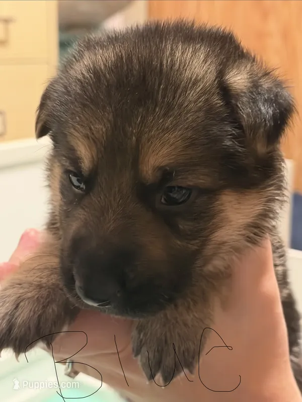 Dark Blue – German Shepherd Dog puppy for sale in Harvey, IA