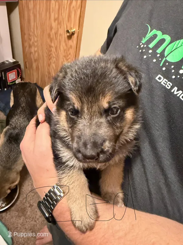 Red – German Shepherd Dog puppy for sale in Harvey, IA