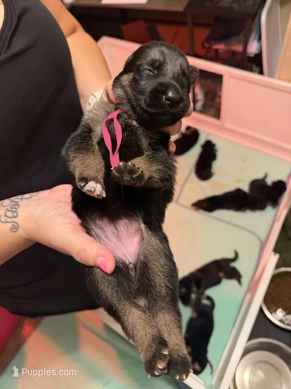 Pink – German Shepherd Dog puppy for sale in Harvey, IA