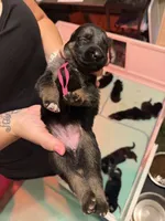 Pink, a female German Shepherd Dog for sale in Harvey, IA – 1 of 3