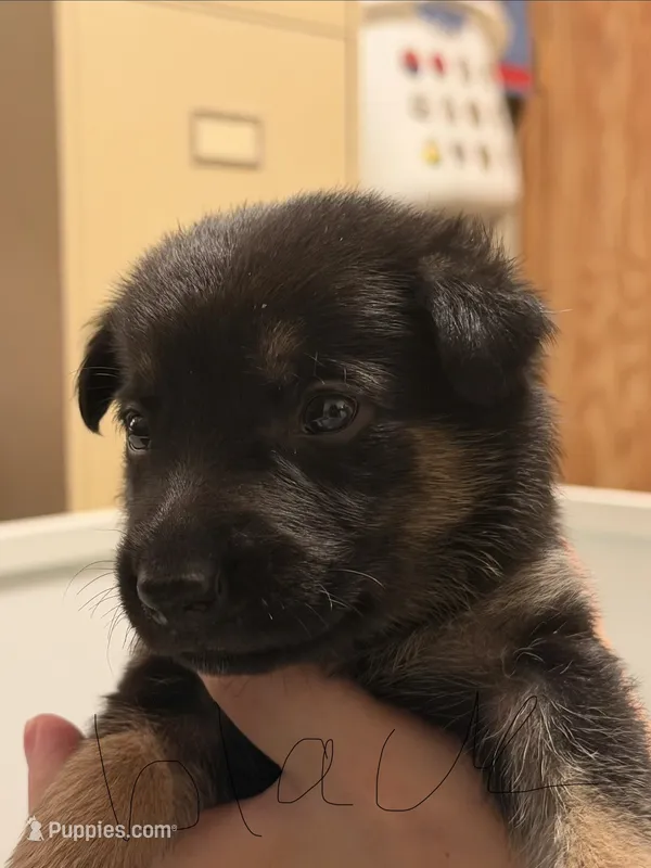 Black – German Shepherd Dog puppy for sale in Harvey, IA