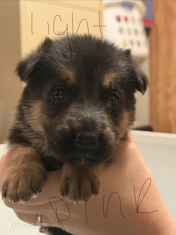 Light pink – German Shepherd Dog puppy for sale in Harvey, IA