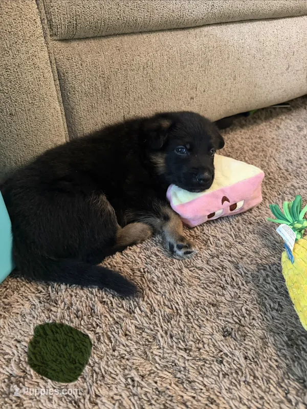 Dark Green – German Shepherd Dog puppy for sale in Harvey, IA