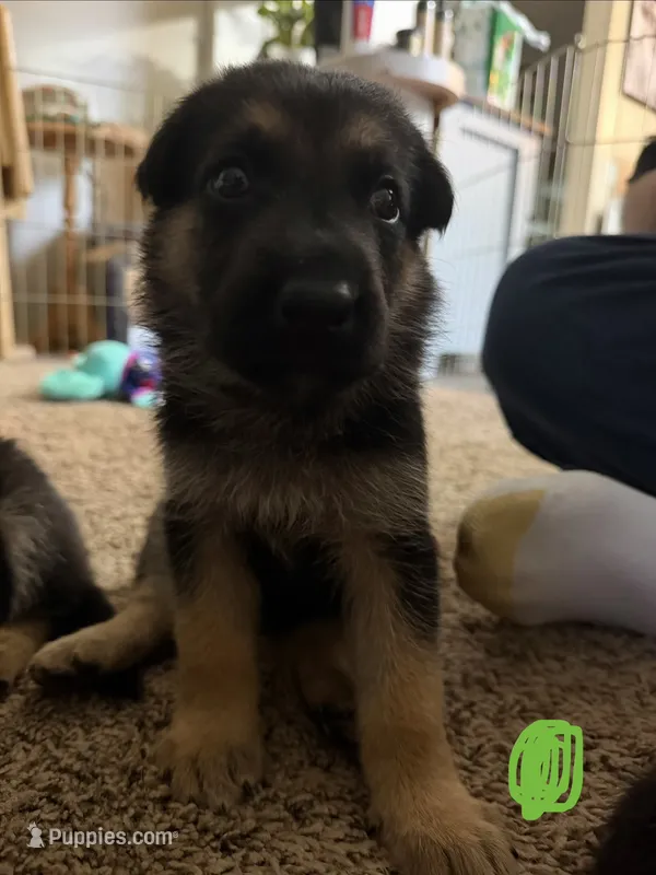 Green – German Shepherd Dog puppy for sale in Harvey, IA