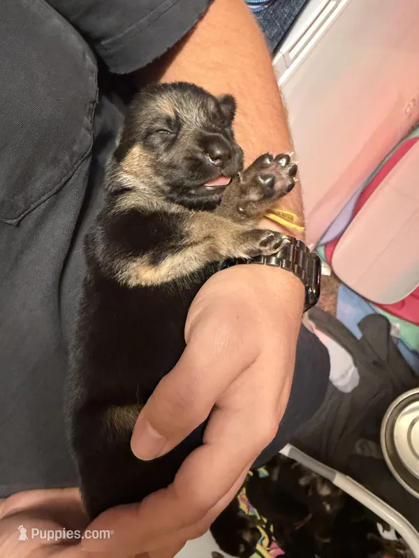Yellow – German Shepherd Dog puppy for sale in Harvey, IA