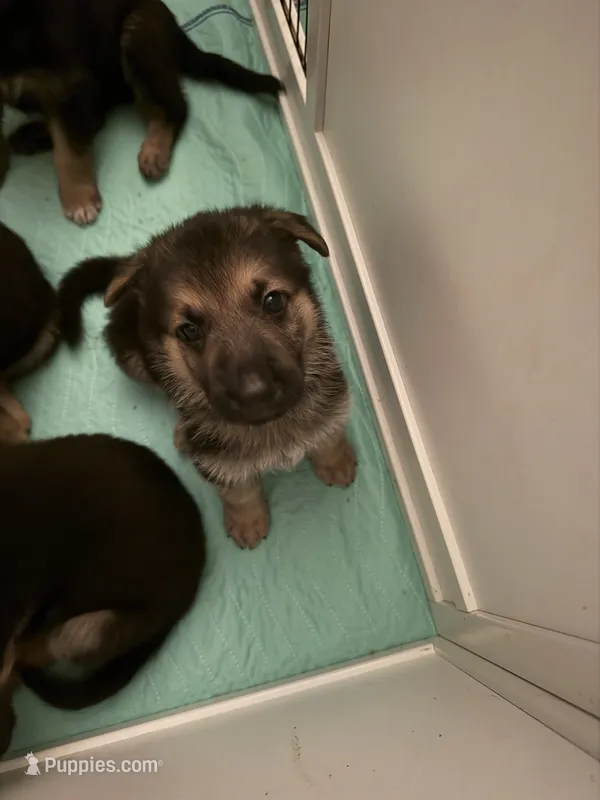 Dark Blue – German Shepherd Dog puppy for sale in Harvey, IA
