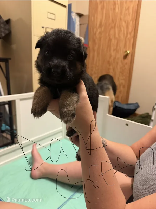 Dark Green – German Shepherd Dog puppy for sale in Harvey, IA