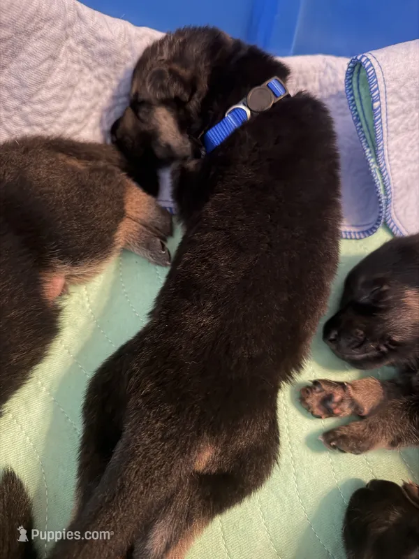 Dark Blue – German Shepherd Dog puppy for sale in Harvey, IA