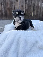 processed/7b75a3f8-c047-4b83-b2a7-8d6915df7ce9/listing/187ef281-45fb-4b8d-9db6-68fa616e1b65/57af2e63-de8e-410a-a2e1-dfc706494b0b