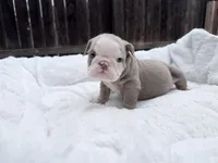 Ivy, a female English Bulldog for sale in Elk Grove, CA – Photo 3 of 4