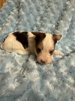 Chip, a male Yorkshire Terrier for sale in Madison, VA – 5 of 5