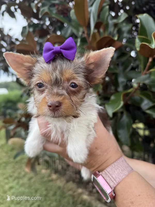 Tilly  – Yorkshire Terrier puppy for sale in Madison, VA
