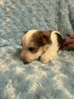 Chip, a male Yorkshire Terrier for sale in Madison, VA – 2 of 5