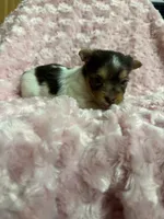 Tilly , a female Yorkshire Terrier for sale in Madison, VA – 4 of 4
