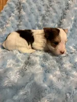 Chip, a male Yorkshire Terrier for sale in Madison, VA – 4 of 5