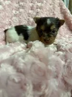 Tilly , a female Yorkshire Terrier for sale in Madison, VA – 2 of 4