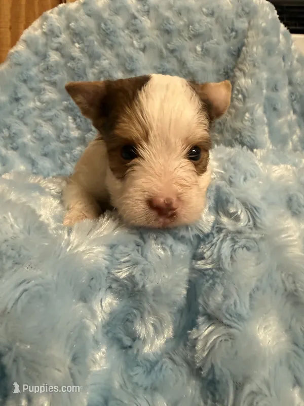 Chip – Yorkshire Terrier puppy for sale in Madison, VA