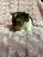 Tilly , a female Yorkshire Terrier for sale in Madison, VA – 3 of 4
