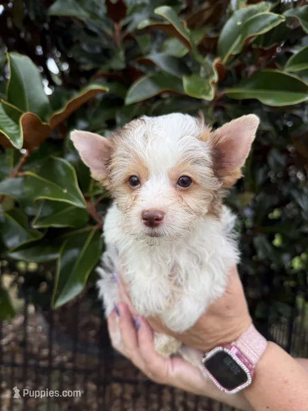 Chip – Yorkshire Terrier puppy for sale in Madison, VA